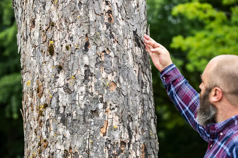 Tree Disease in Florida