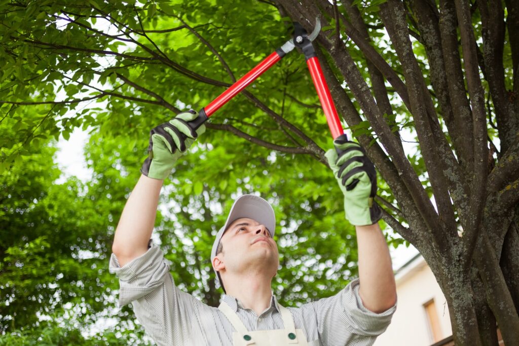 Tree Trimming Cost Tips in Greater Orlando