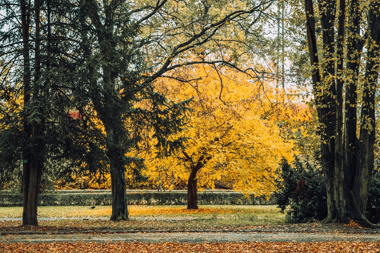 leaves falling from trees