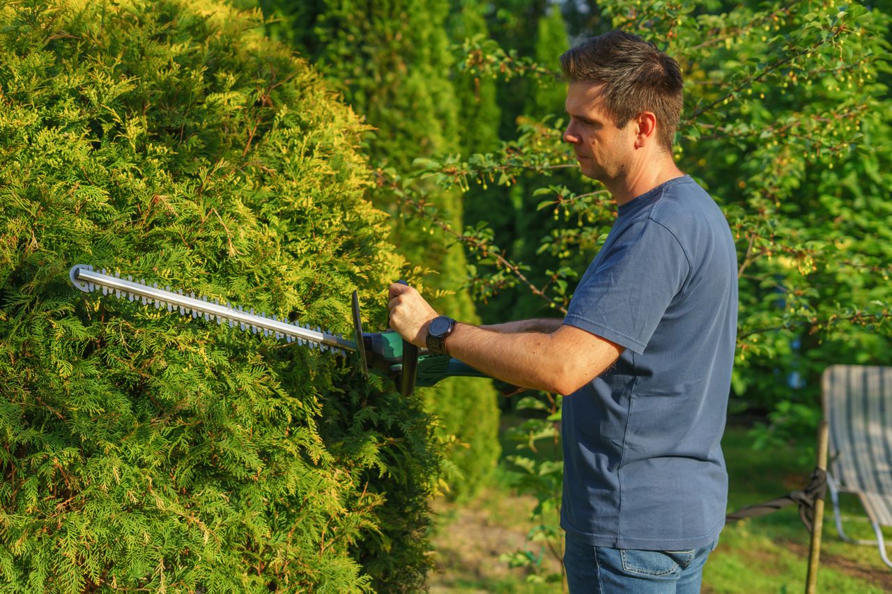 Tree Trimming vs. Tree Pruning Know the Key Differences